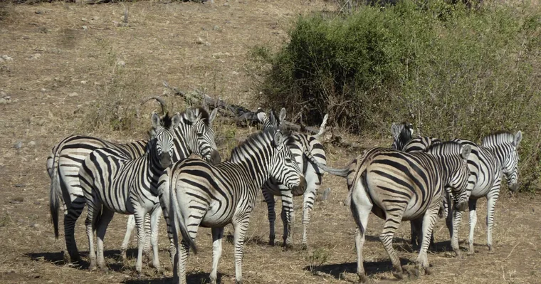 Makgadikgadi National Park Day Trip