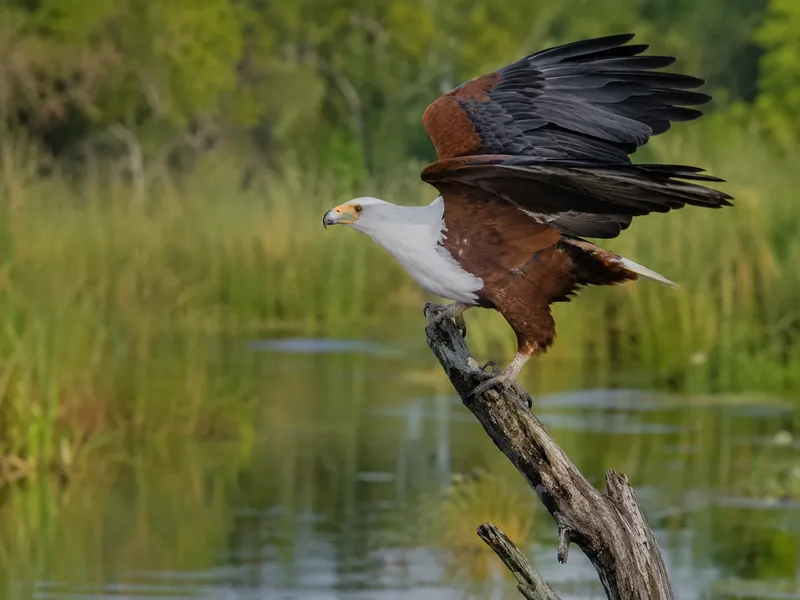 Fish eagle or one of 400+ bird species in the Delta