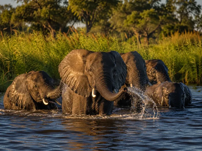 Elephant herd spotted on a game drive or mokoro journey