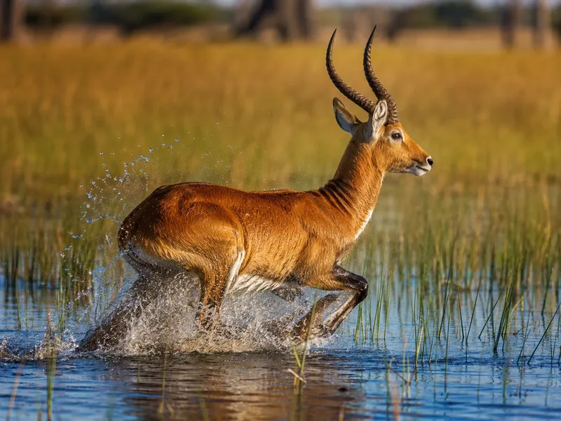 Red lechwe antelope in the water, common in the Delta