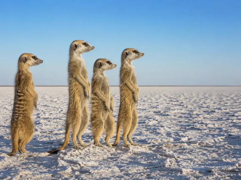 Meerkat on Makgadikgadi pans alternative day trip