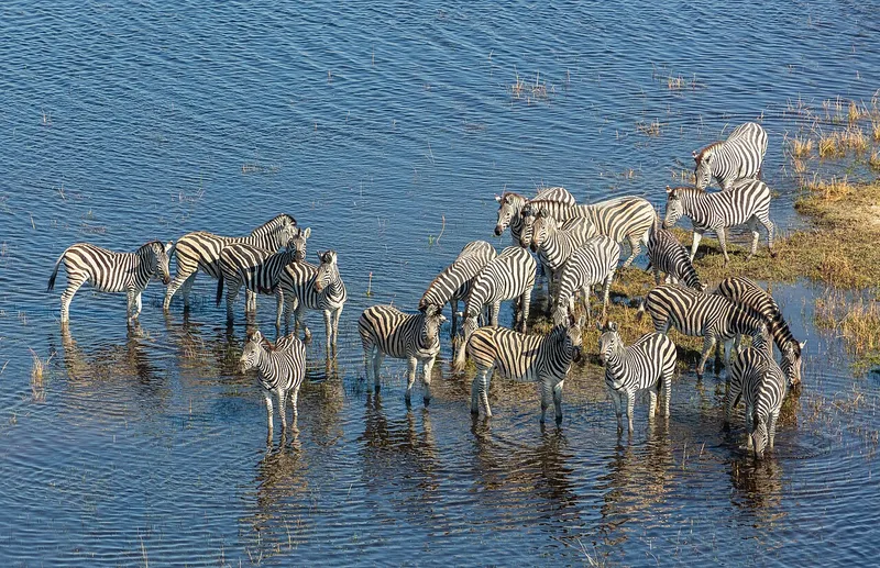 Burchell’s zebras from the air — what you see on a scenic flight