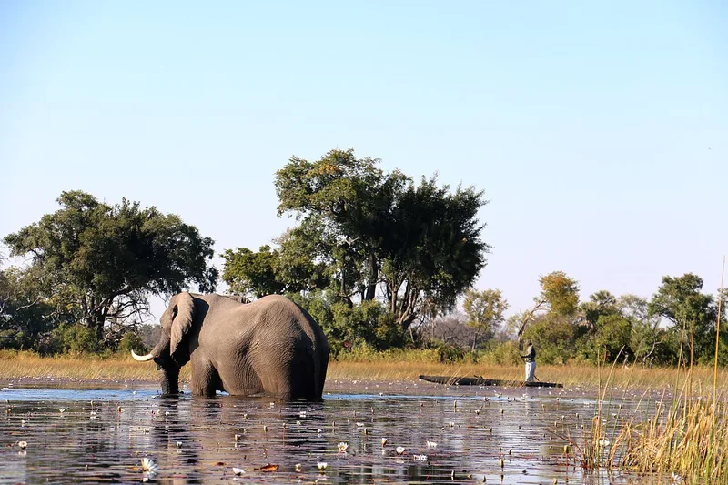 An elephant and a mokoro poler sharing a channel — this is the actual distance